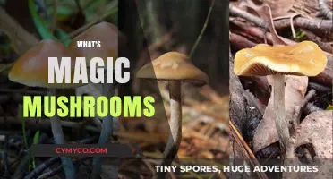 Exploring the Mystical Realm of Magic Mushrooms: A Beginner's Guide