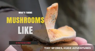 Exploring the Mystique: What It's Like to Take Mushrooms