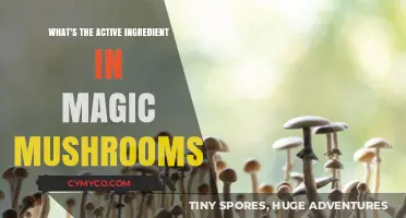 Unlocking the Secrets: The Active Ingredient in Magic Mushrooms Revealed