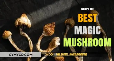 Exploring the Mystical Realm: A Guide to the Best Magic Mushrooms