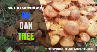 Decoding the Fascinating Mushroom-Like Growth on Oak Trees