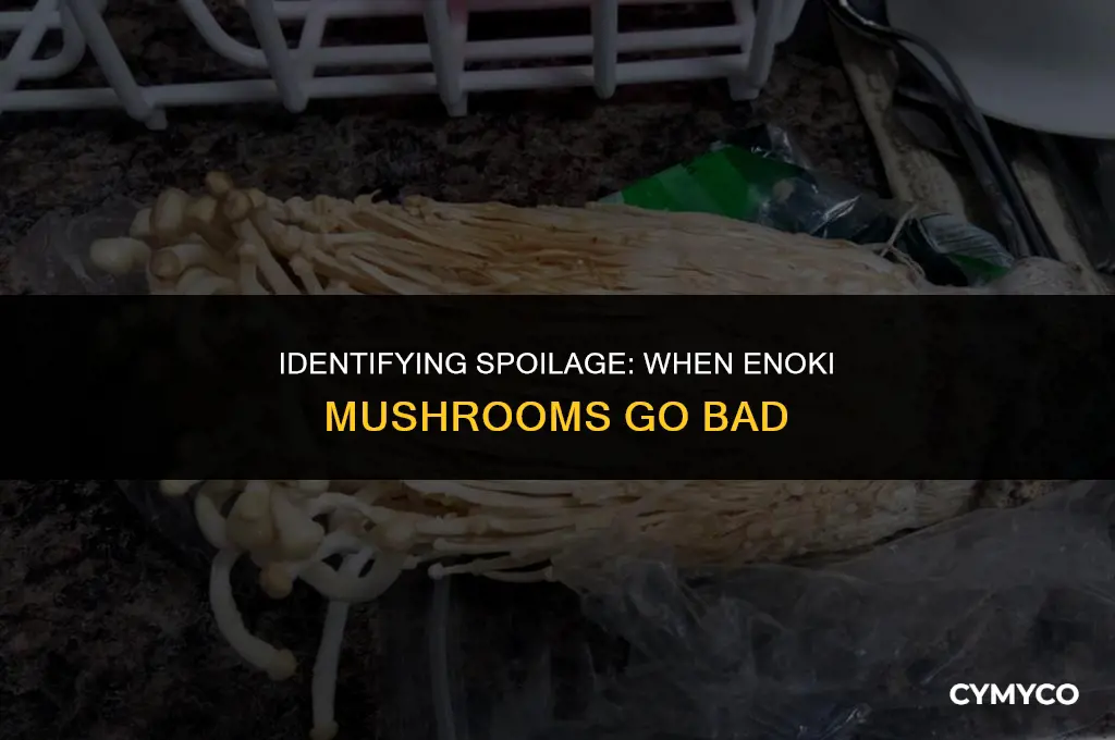 when are enoki mushrooms bad