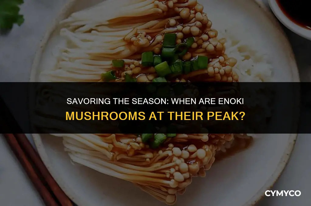 when are enoki mushrooms in season