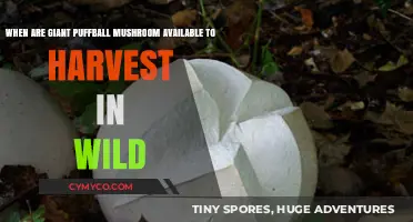 Giant Puffball Mushrooms: A Seasonal Guide to Wild Harvesting