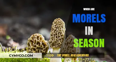 Savor the Flavor: Morel Mushroom Season Guide