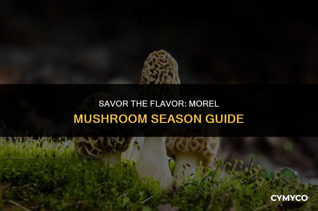 when are morels in season