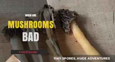 When Mushrooms Turn Toxic: Identifying Dangerous Varieties and Risks