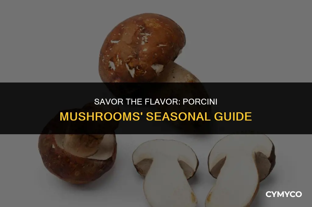 when are porcini mushrooms in season