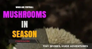 Autumn's Bounty: When to Hunt for Puffball Mushrooms