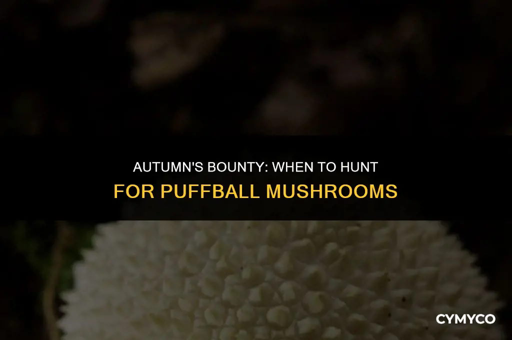 when are puffball mushrooms in season