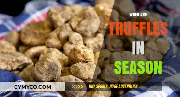 Truffle Treasures: Unveiling the Seasonal Secrets of Earth's Exquisite Fungi