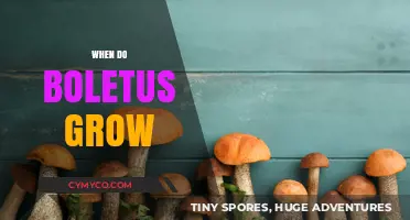 Unlocking the Secrets of Boletus Growth: A Seasonal Guide