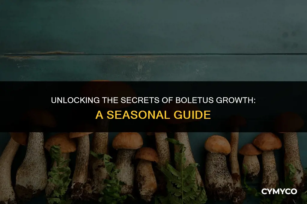 when do boletus grow