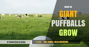 Exploring the Optimal Conditions for Giant Puffball Growth