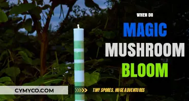 Exploring the Optimal Bloom Time for Magic Mushrooms