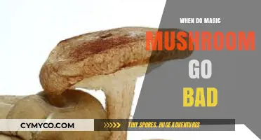 Decoding the Shelf Life of Magic Mushrooms: A Comprehensive Guide