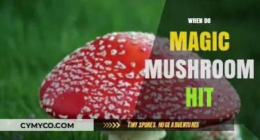 Exploring the Timeline: When Do Magic Mushrooms Take Effect?