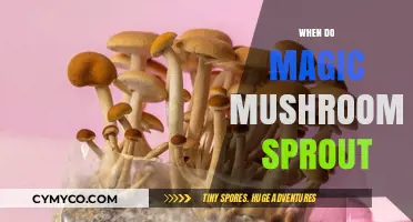 Exploring the Optimal Conditions for Magic Mushroom Growth
