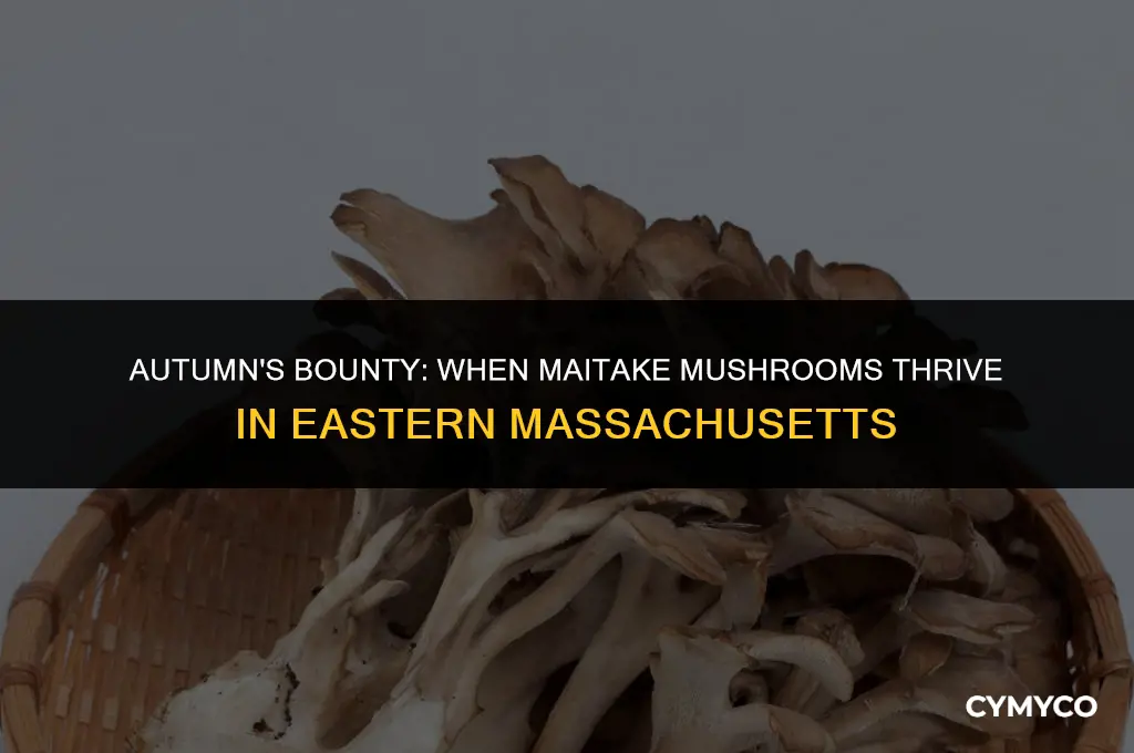 when do maitake grow in eastern ma