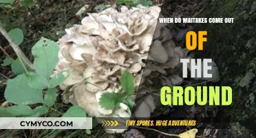 Unveiling the Maitake Mushroom's Seasonal Emergence: A Forager's Guide