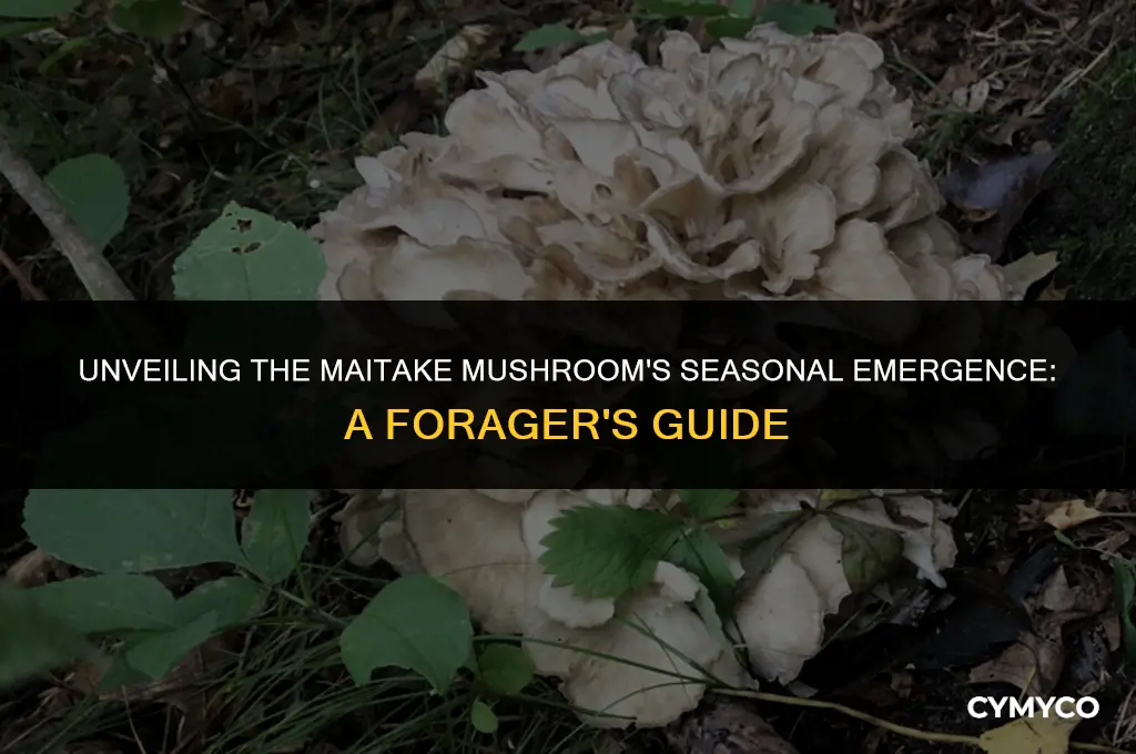 when do maitakes come out of the ground