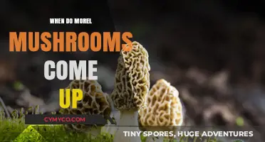Spring's Bounty: When Do Morel Mushrooms Emerge?