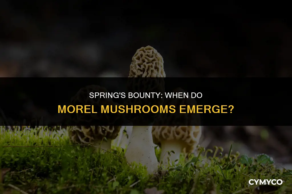 when do morel mushrooms come up