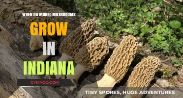 Indiana's Morel Mushroom Season: A Guide to Optimal Foraging Times