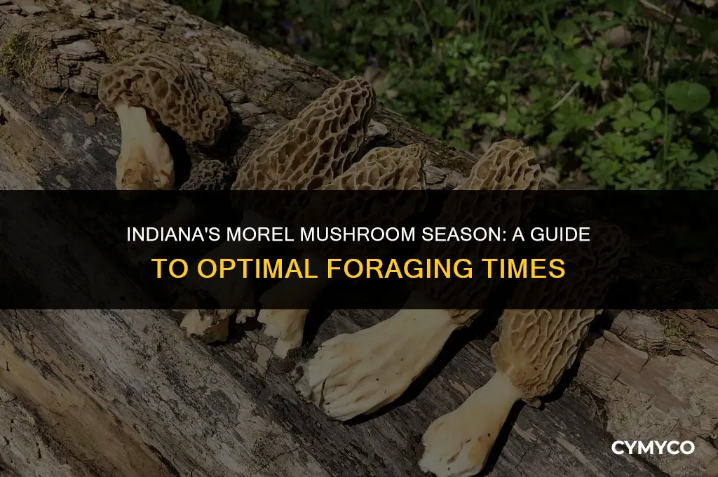 when do morel mushrooms grow in indiana