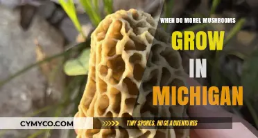 Spring's Bounty: Morel Mushrooms in Michigan - A Guide to Their Growth