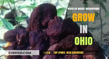 Ohio Morel Mushroom Season: Timing, Tips, and Foraging Guide