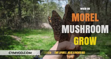 Spring's Bounty: When and Where Morel Mushrooms Thrive