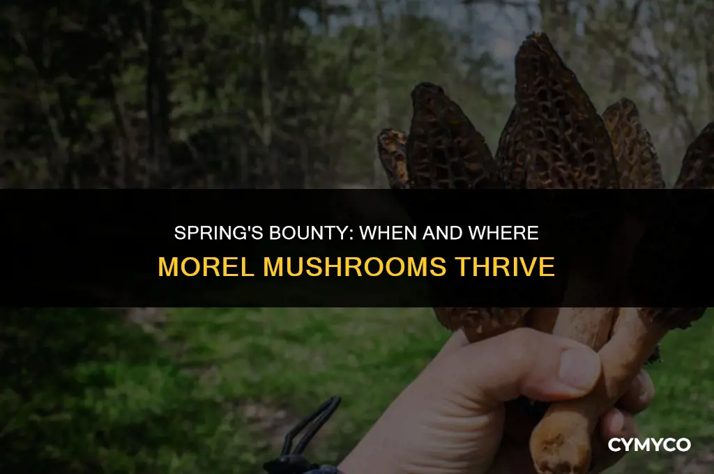 when do morel mushrooms grow