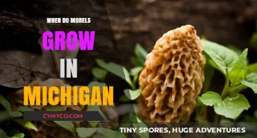 Michigan Morel Mushrooms: A Seasonal Guide to Growth and Harvesting