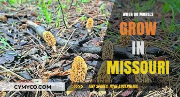 Spring's Bounty: Morel Mushrooms in Missouri - A Guide to Their Growth