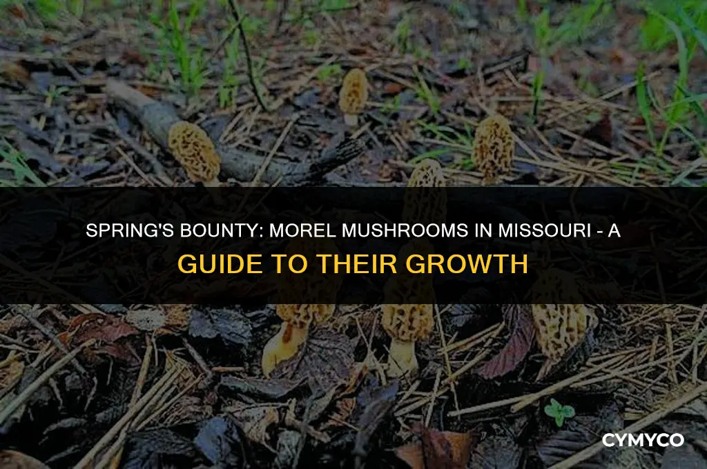 when do morels grow in missouri