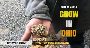Ohio Morel Mushroom Season: A Guide to When and Where They Grow