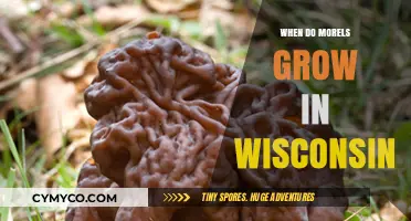 Wisconsin's Morel Mushroom Season: A Guide to Timing and Locating