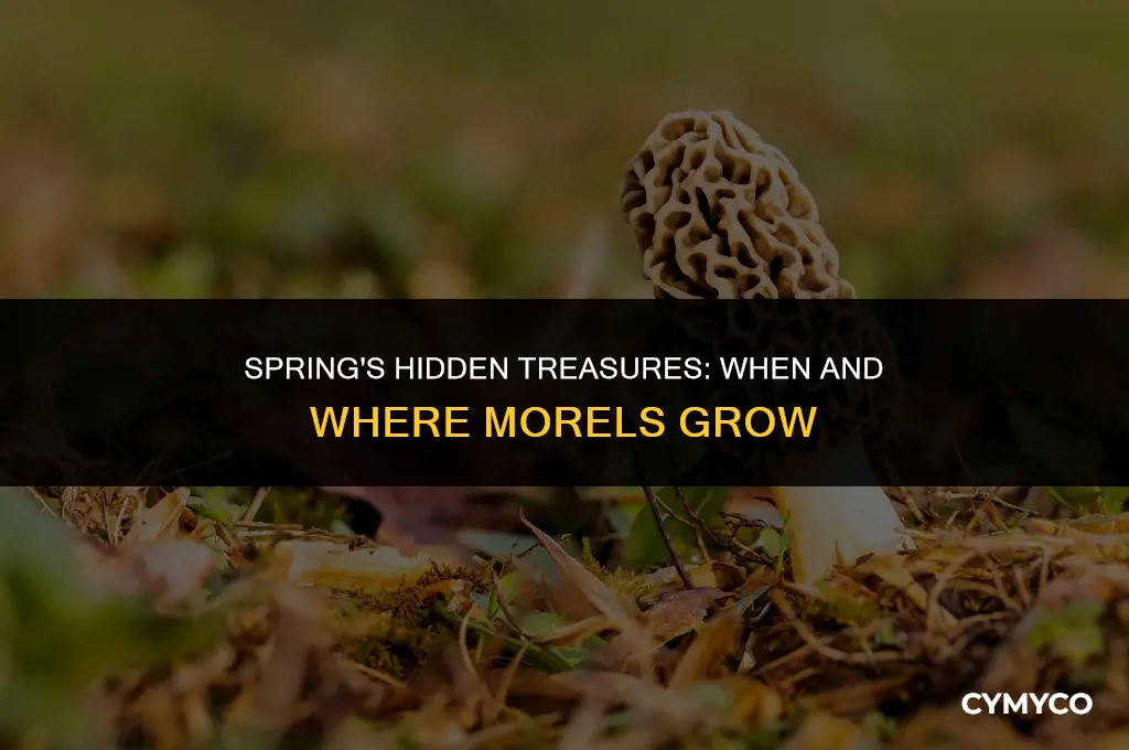 when do morels grow