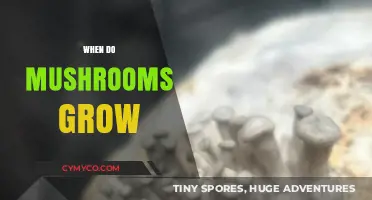 Unlocking the Secrets of Mushroom Growth: A Comprehensive Guide