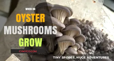 Unlocking the Secrets: Optimal Conditions for Oyster Mushroom Growth
