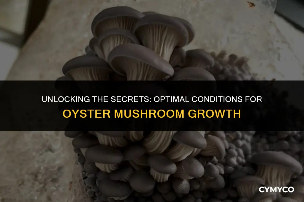 when do oyster mushrooms grow