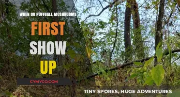 Exploring the Early Arrival of Puffball Mushrooms: A Seasonal Guide
