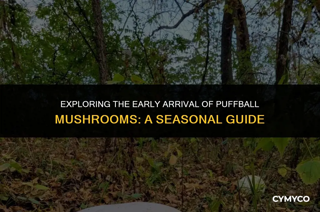 when do puffball mushrooms first show up