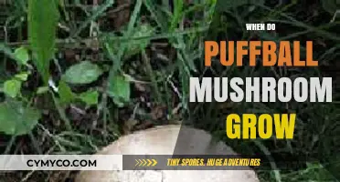 Exploring the Optimal Conditions for Puffball Mushroom Growth