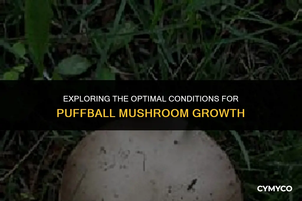 when do puffball mushrooms grow