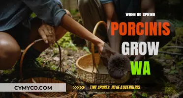Exploring the Optimal Growth Conditions for Spring Porcini Mushrooms in Washington