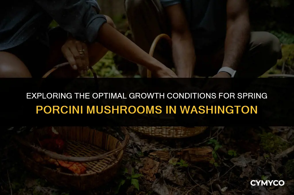 when do spring porcinis grow wa