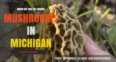 Michigan Morel Mushroom Season: A Guide to Foraging Success