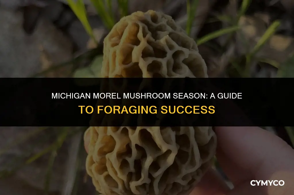 when do you get morel mushrooms in michigan